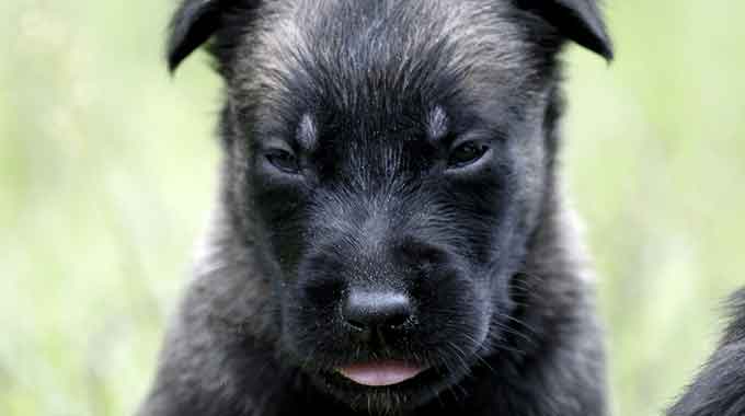 Belgian Malinois Puppy