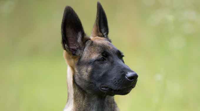 KNPV Belgian Malinois Puppy