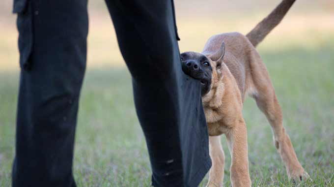 Dutch Shepherd Breeders