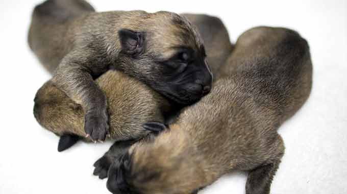 Dutch Shepherd Breeders