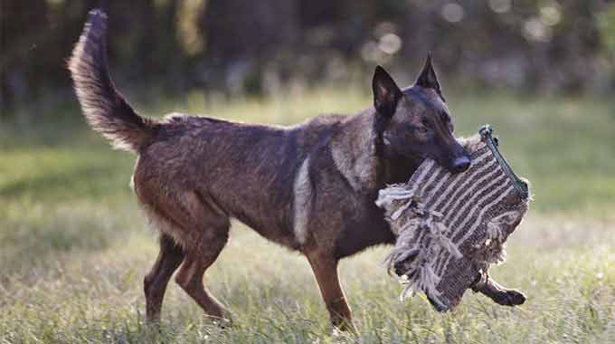 Belgian Malinois Breeders