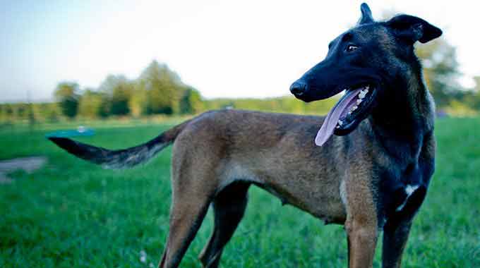 Belgian Malinois Puppy