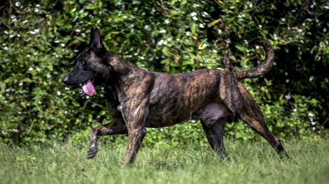 KNPV Dutch Shepherd