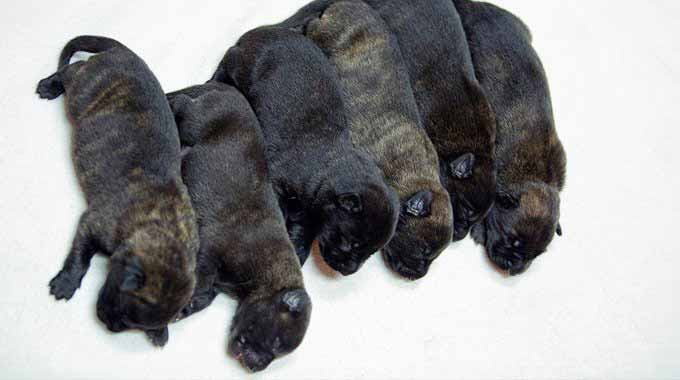 Dutch Shepherd Puppies for Sale